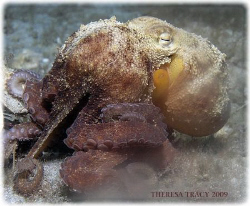 Baby octopus who was on the hunt for crabs running back a... by Theresa Tracy 
